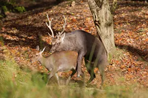 Sika: Sika Deer mating Sika Deer stag and female mating Denma