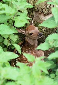 Sika: Sika DEER - protected by nettles