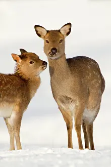Sika: Sika Deer - in snow
