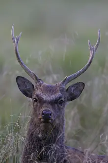 Danmark: Sika Deer - stag portrait - Danmark