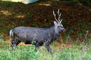 Masculine: Sika Deer - stag - during the rut