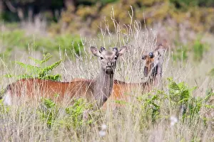 Sika: Sika Deer - two stags with cast antlers