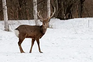 Sika: Sika Deer - standing in snow