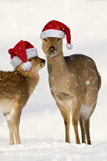 Sika: Sika Deer, wearing Christmas hats in snow, Yorkshire UK