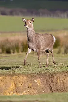 Sika: Sika Deer - Winter