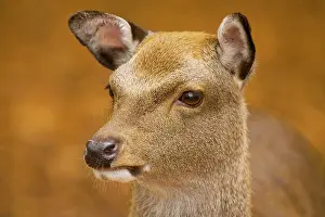 Sika: Sika Deer - young female in beech woodland