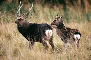 Sika: Sika DEER - young male provoking old stag