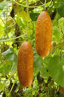 Cucumber: Sikkim cucumber (Cucumis sativus var. sikkimensis)