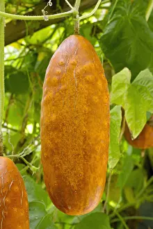 Cucumber: Sikkim cucumber (Cucumis sativus var. sikkimensis)