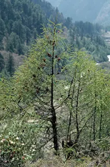 Larches: Sikkim Larch