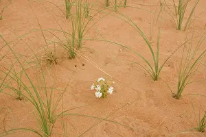 Silene: Silene flower - growing in sand dune