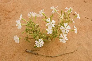 Silene: Silene flower - growing in sand dune