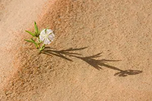 Silene: Silene flower - growing in sand dune