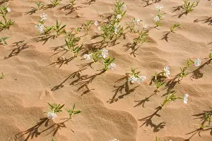 Silene: Silene flowers - growing in sand dune