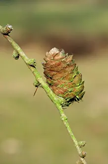 Larches: SILESIAN LARCH CONE