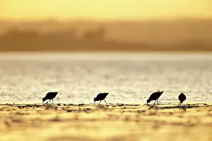 Roy Glen: Silhouette of 4 reshanks feeding