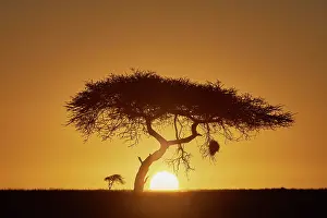 Tanzania: Silhouette of an acacia tree at sunrise, backlight