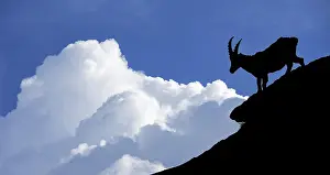Goat: Silhouette of Alpine ibex (Capra ibex) against thunderstorm