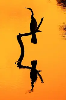 Anhinga: Silhouette of American darter (Anhinga anhinga)