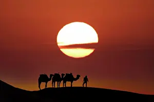 Riding: Silhouette of three camels and their handler aga