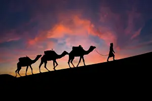 Riding: Silhouette of three camels and their handler aga