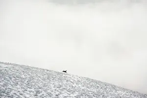 Stubble: Silhouette of Chamois in the Vosges, alone in the