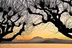 Pilatus: Silhouette of chestnut trees in front of a mountain