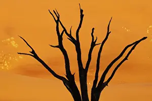 Helicopter: Silhouette of dead tree against sand dune