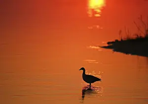 Aegyptiacus: Silhouette of a Egyptian Goose (Alopochen aegyp