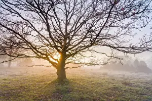 Robur: Silhouette of English Oak (Quercus robur) again