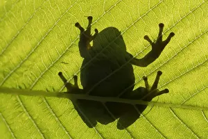 Batrachian: Silhouette of European tree frog (Hyla arborea)