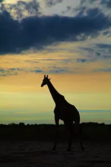 Nxai: Silhouette of Giraffe (Giraffa camelopardalis