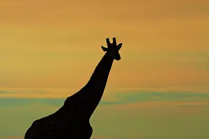 Nxai: Silhouette of Giraffe (Giraffa camelopardalis