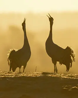 Trumpet: Silhouette of Grey Common cranesn (grus grus), pair