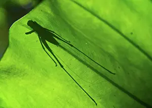 Connie: Silhouette of insect, Cat Ba national park