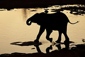 Stepping: Silhouette of a juvenile African Elephant (Loxo