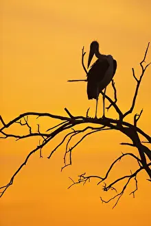 200819: Silhouette of a Marabou stork (Leptoptilos crumeniferus)