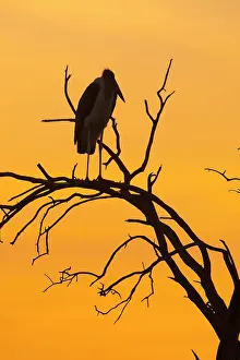 200819: Silhouette of a Marabou stork (Leptoptilos crumeniferus)