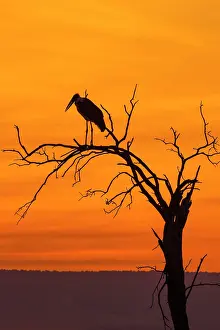 Narok: Silhouette of a Marabou stork (Leptoptilos crumeniferus)