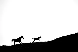 Ferus: Silhouette of Mare and foal running on white background