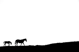 Ferus: Silhouette of Mare and foal walking on white background