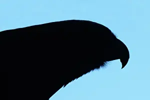 Colin Marshall: Silhouette of New Zealand Kaka Parrot