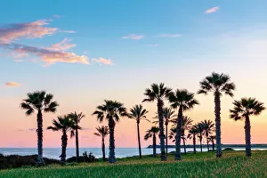 Palms: Silhouette of palms during sunset at Mazotos beach