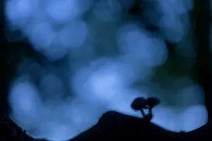 Porcelain: Silhouette of two Porcelain Fungi