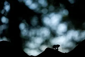 Porcelain: Silhouette of two Porcelain Fungi