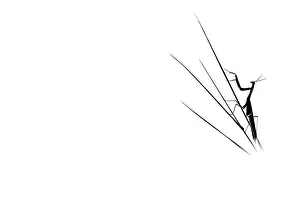 Mantis: Silhouette of Praying Mantis (Mantis religiosa)