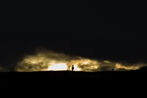 Mystery: Silhouette of Scotland Deer (Cervus elaphus scoticus)