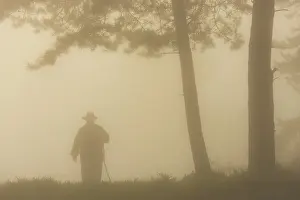 160920: Silhouette of a shepherd under a pine tree in the