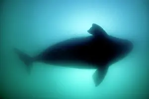 Backlighting: Silhouette of southern right whale, Eubalaena australis