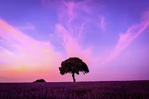 Lavender: Silhouette of a tree at sunset in a lavender field